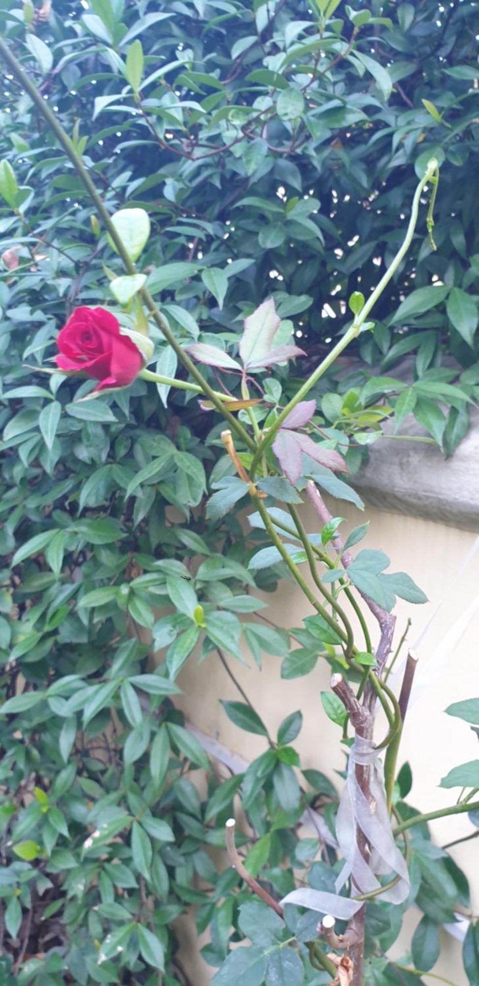 Relais Villa Montedonzelli 나폴리 외부 사진
